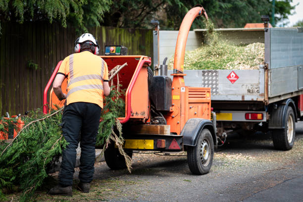 Best Palm Tree Trimming  in Glenwood, GA